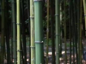 矮竹子品种图片大全,细赏各异风情