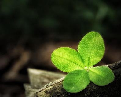 四叶草图片大全,自然与艺术的完美融合
