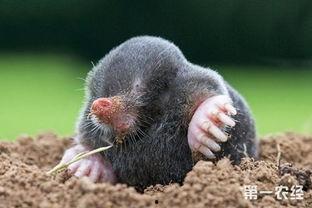 鼠的图片大全,探寻可爱鼠宝们的百态画卷