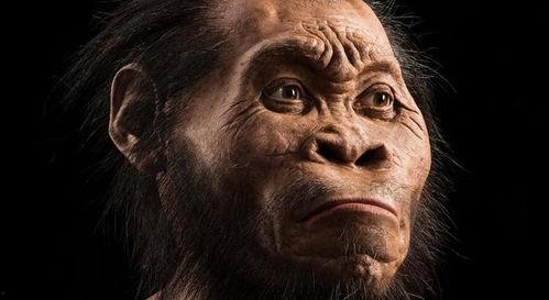 猿人图片,穿越时空的进化之旅