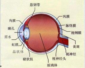 眼睛结构图片,探索视觉奥秘的窗口