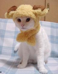 猫咪发型图片大全,盘点萌宠界的时尚潮流