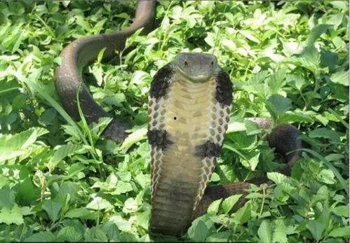 眼镜蛇视频,揭秘神秘毒蛇的生存智慧与致命一击