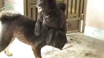 日本 狗电影大全,温情脉脉的犬类故事集结