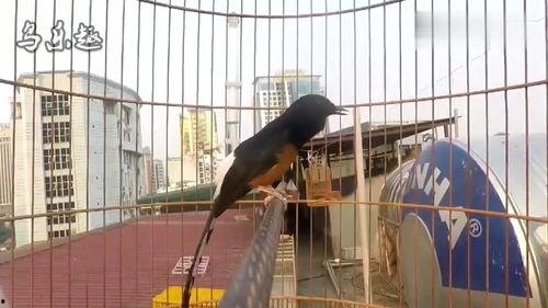 长尾四喜鸟大叫视频