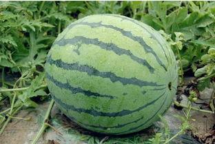 今日粉瓜价格最新行情,最新行情揭示市场动态”