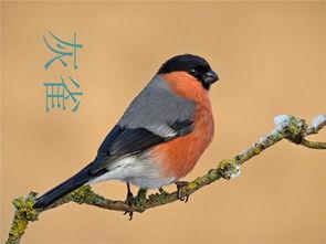 灰雀教学视频,探索自然之美，培养生态意识